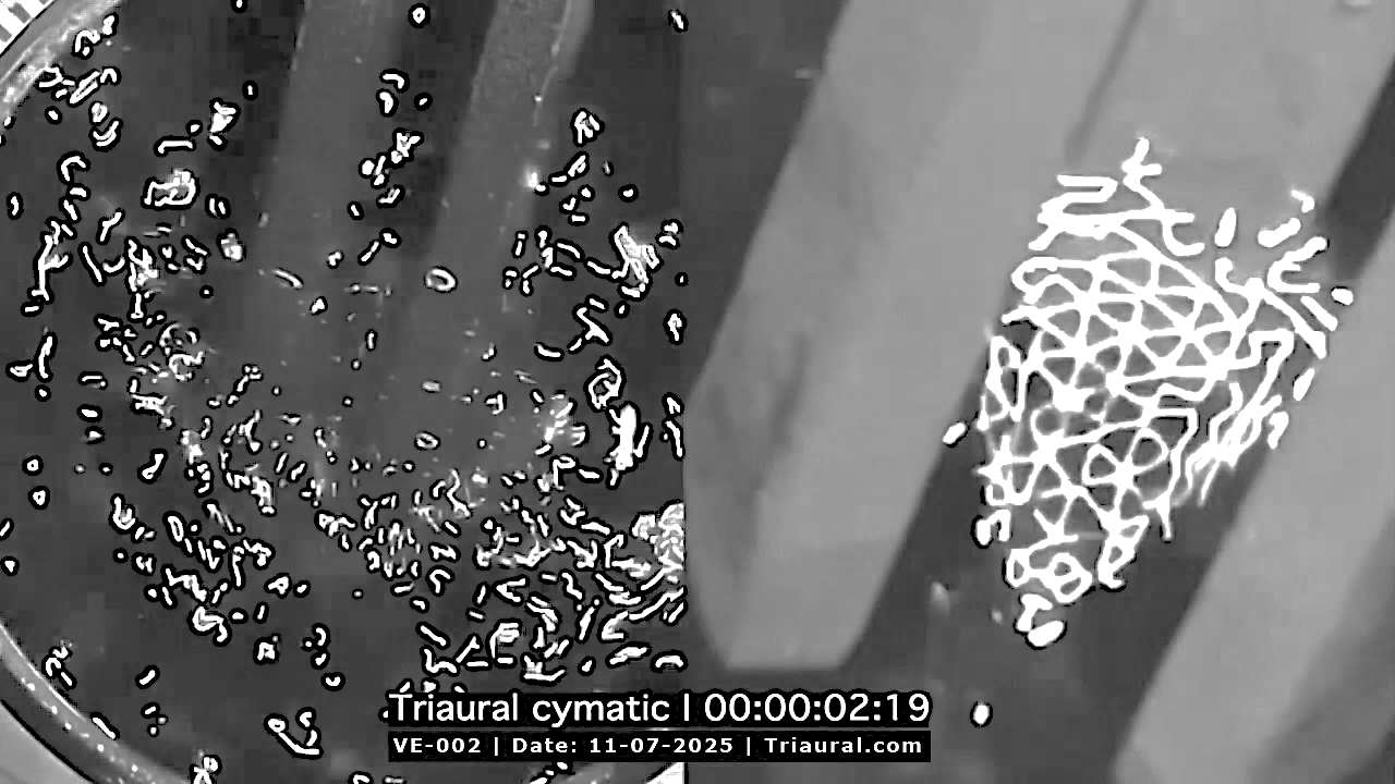 FIG-N1-12: Photographic record - evidence of the effect of a conventional two-pronged tuning fork on water compared with a three-pronged Triaural tuning fork.